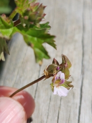 Pelargonium grossularioides