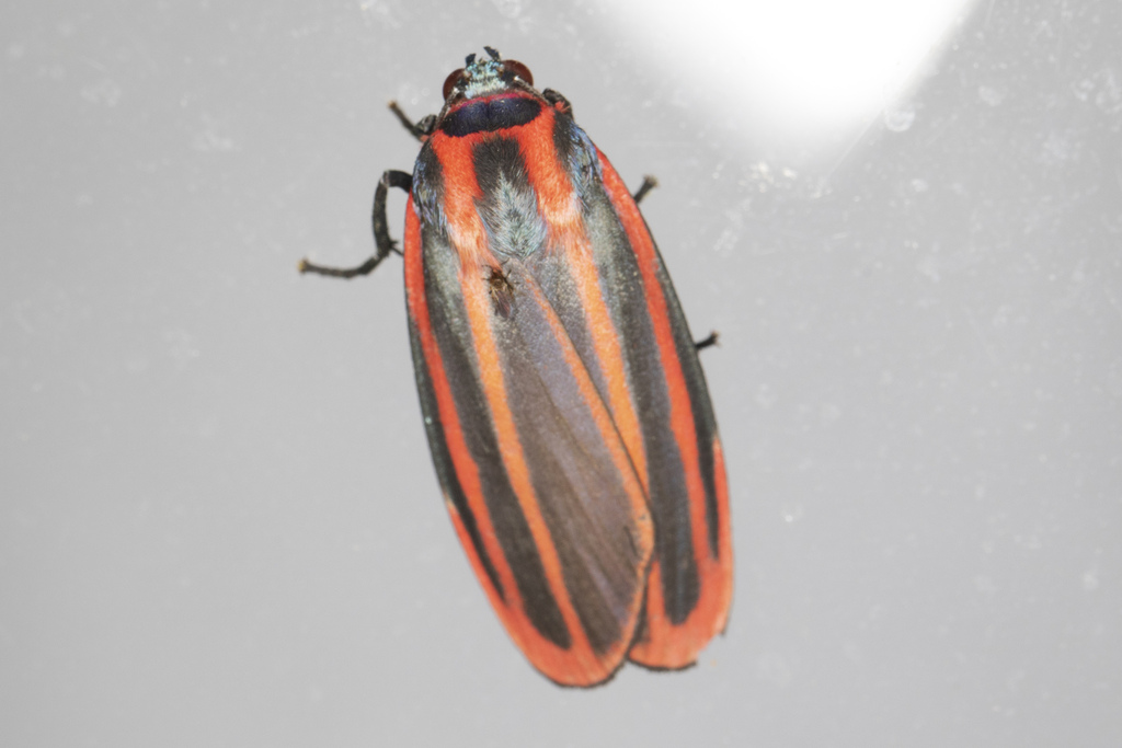 Cissura bilineata