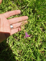 Petunia integrifolia