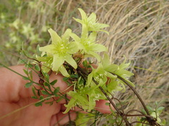Clematis petriei