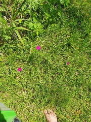 Petunia integrifolia