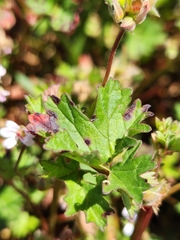 Pelargonium grossularioides