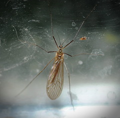 Trichocera annulata
