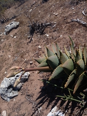 Aloe