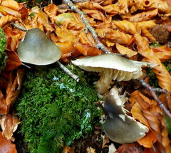 Tricholoma saponaceum