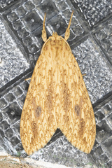 Phaegopterina