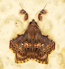Sosxetra grata