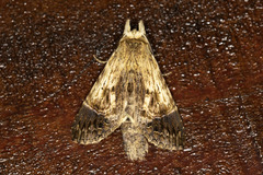 Xylodonta