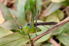 Dioncomena ornata