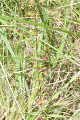 Epacris impressa