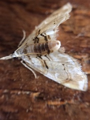 Trichophysetis cretacea