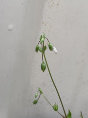 Stellaria media