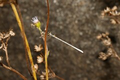 Agriocnemis argentea