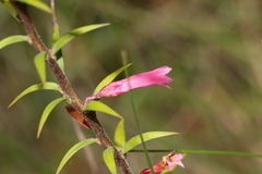 Epacris impressa