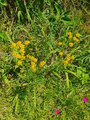 Senecio brasiliensis