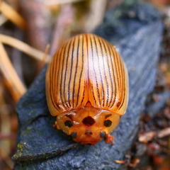 Paropsisterna intacta