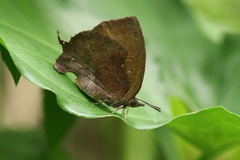 Mahathala ameria