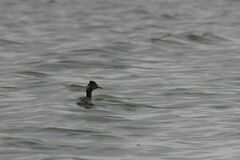 Podiceps nigricollis