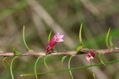 Epacris impressa