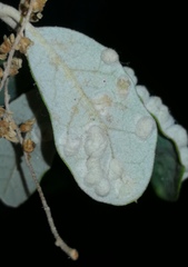 Dryomyia lichtensteinii
