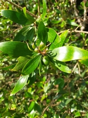 Persoonia stradbrokensis