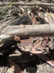 Hexagonia tenuis