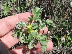 Pelargonium fulgidum
