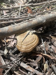 Hexagonia tenuis