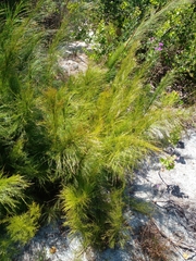 Restionaceae