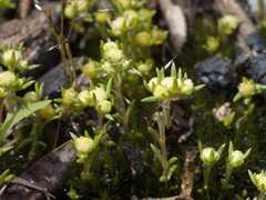 Siloxerus multiflorus