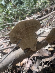 Hexagonia tenuis
