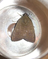 Lepidoptera