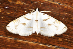 Neurophyseta