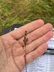 Juncus compressus