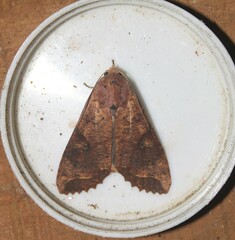 Lepidoptera