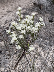 Pimelea phylicoides