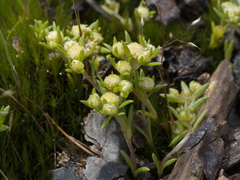 Siloxerus multiflorus