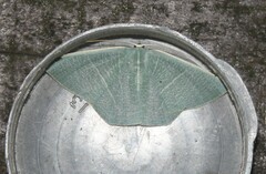 Lepidoptera