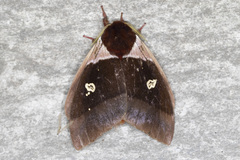 Dirphiopsis trisignata