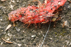 Anoplolepis gracilipes