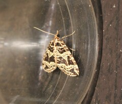 Lepidoptera