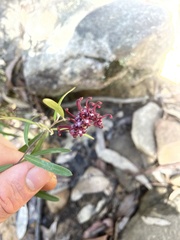 Grevillea diffusa
