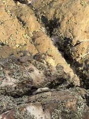 Balanomorpha
