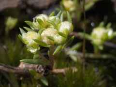 Siloxerus multiflorus