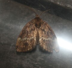 Lepidoptera