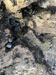 Balanomorpha