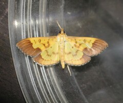 Meroctena staintonii