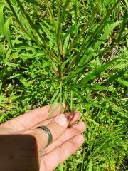Senecio brasiliensis