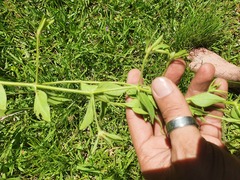 Senecio brasiliensis