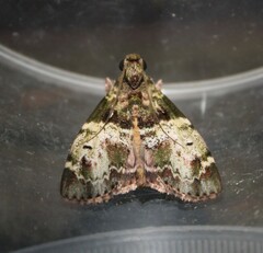 Lepidoptera